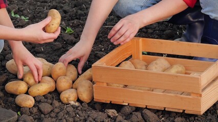 potato hand, box picking potatoes with hands, agriculture business, vegetables field potatoes fresh...