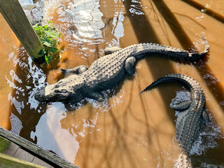 A view of some alligators swimming in a lake.