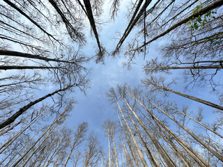A view looking up at the tree canopies of a swamp area in Orlando, Florida.