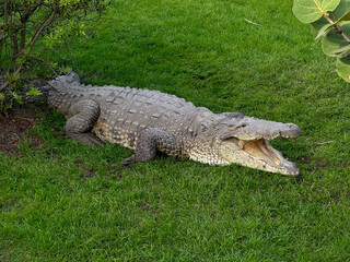 A view of an American crocodile.