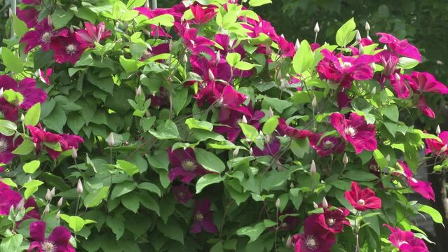 bindweed plant with beautiful bordo color flowers. cloudy day. close up