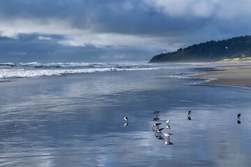 Sea birds on wet sand beach  with Lighthouse in the background. Pacific coast. Washington. USA