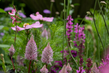 Colourful pink and purple summer flowers in the St John's Lodge garden, located in the Inner Circle, Regent's Park, London UK