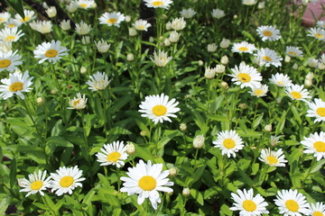Fototapeta premium Blooming Shasta daisies in a field