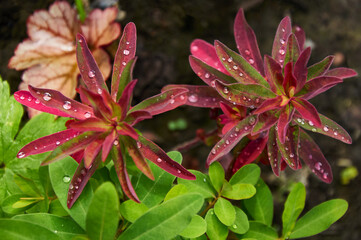 Rain Drops Red Tip Flowers . Wood Spurge in nature