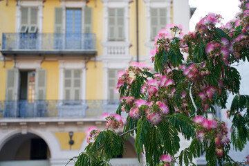 Fototapeta na wymiar Beautiful pink silk tree aka albizia julibrissin in the old town of Nice, France
