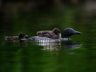 Common Loon with a chick on its back and one chick behind swimming in green water