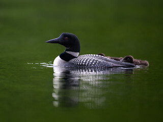 Common loon with two chicks swimming in green water, portrait