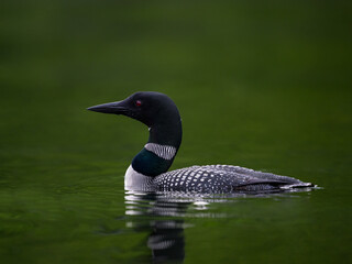 Common Loon swimming in green water, closeup portrait