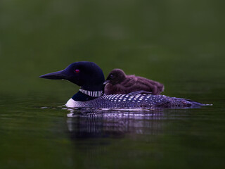 Common Loon with a chick on its back swimming in green water