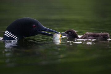 Common Loon feeding its chick with a fish in green water