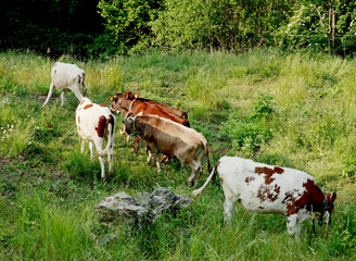 Cabannina cows grazing with other Ayrshire cows in a large pasture with lush fresh grass in the early morning light - 616558135