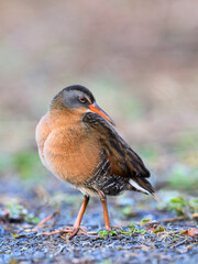 Virginia Rail closeup portrait with nice blur background in Spring