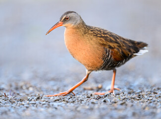Virginia Rail closeup portrait with nice blur background in Spring