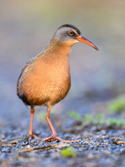 Virginia Rail closeup portrait with nice blur background in Spring