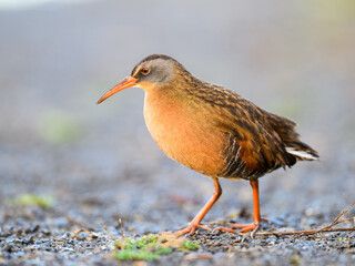 Virginia Rail closeup portrait with nice blur background in Spring