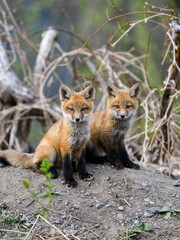 Two Eastern American Red Fox kits, portrait in Spring