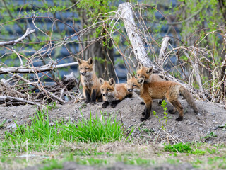Obraz premium Four Eastern American Red Fox kits, portrait in Spring