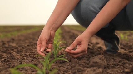 hand farmer sprout, young germ land field, agriculture, farming, business growth development, farming green bountiful closeup soil agriculture sky outdoor experienced food cultivation shoots love slow
