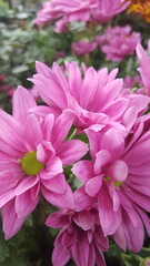 pink flowers