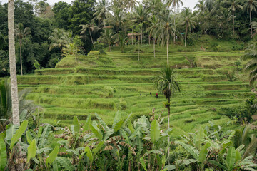 Beautiful landscape with rice terraces and coconut palms near Tegallalang village, Ubud, Bali, Indonesia.