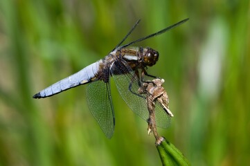 Libellula depressa dragonfly aka Broad-bodied Chaser is sitting on the watter flower above the pond. Isolated on blurred background. Czech republic nature.