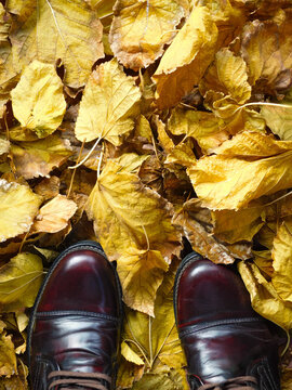 Autumn leaves