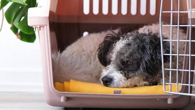 Travel carrier box for animals. Cute bichon frise dog lying in travel pet carrier, white wall background