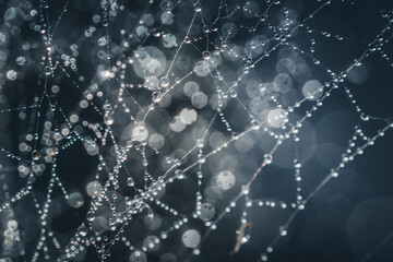 Close up of spiders web with dew