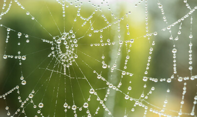 Close up of spiders web with dew
