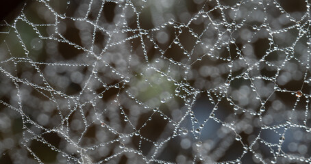Close up of spiders web with dew