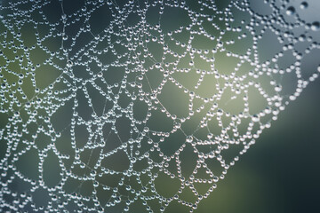 Close up of spiders web with dew