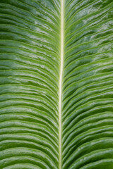 Close up of tropical Leaf