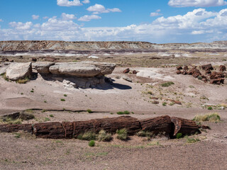 Petrified log at Petrified Forest National Park - Arizona, USA