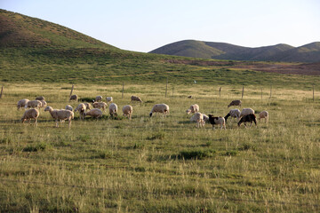 Fototapeta premium A flock of sheep are eating grass on the grassland