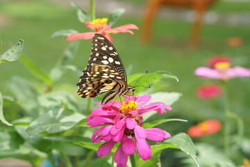 Fototapeta premium butterfly on flowers in the garden