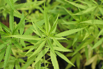 Cannabis leaves are extracted as medicine.