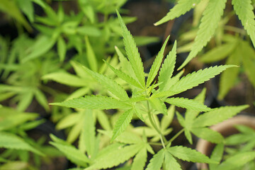 Cannabis leaves are extracted as medicine.