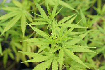 Cannabis leaves are extracted as medicine.