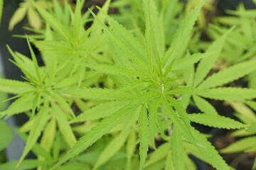 Cannabis leaves are extracted as medicine.