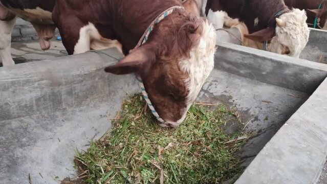 View Of Simmental Cattle Or Sapi Peranakan in Indonesia, Eating Cut Out Grass In A stable.