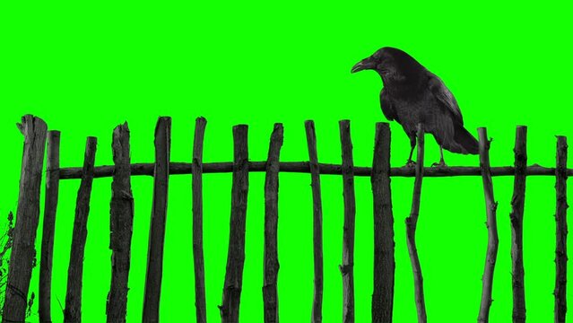 Raven on old wooden fence green screen