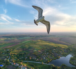 Seagull over picturesque village