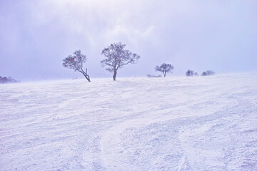 春スキーのニセコスキー場、薄日が差す幻想的なゲレンデ
