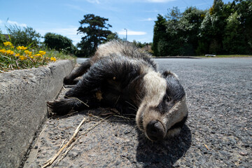 Close up from a low angle of a dead badger lying by the side of the road after being hit by a car