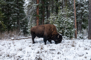 Yellowstone national park landscapes, Wyoming, usa