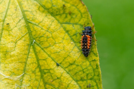 Ladybug larva crawling on bug infested leaf in garden