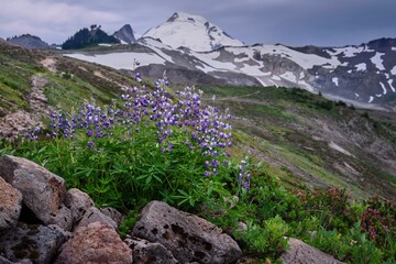 Lupine wildflowers in mountain valley by snowcapped mountain. Summer in North Cascades. Mt Baker....
