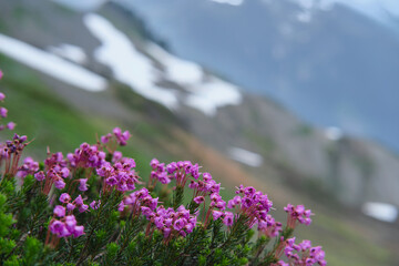 Mountain Heather pink. Wiilflowers blooming in high altutude on Mt Rainier. WA. USA