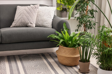 Different beautiful potted houseplants and comfortable sofa in room. Interior design